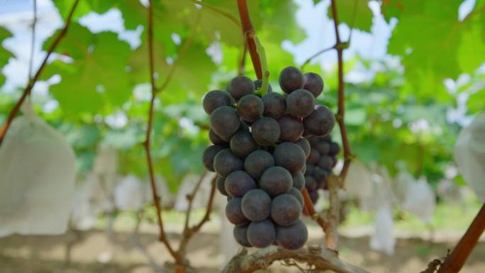 水果黑葡萄红提果园葡萄种植成熟采摘葡萄架