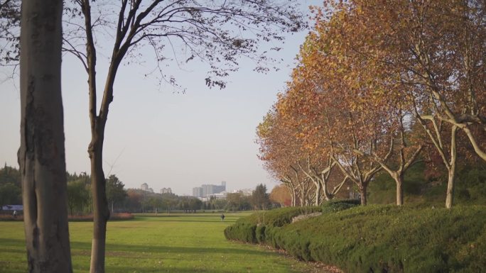 秋天 风景 自然 光影 落日 花朵 风光