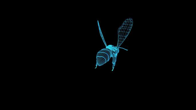 4K蓝色全息线框科技蜜蜂动画素材带通道