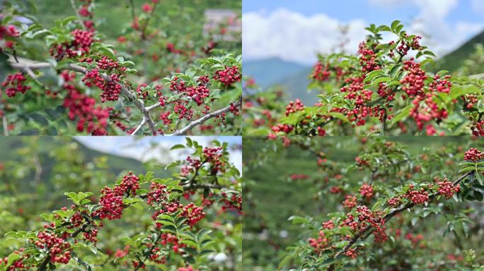 川味调味料汉源红花椒树鲜花椒05