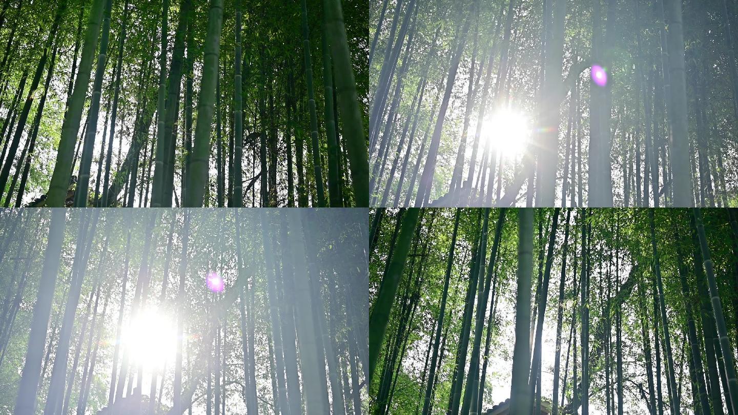唯美一缕阳光透过竹林优雅清新背景素材