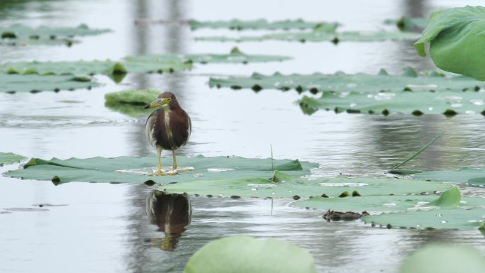 湿地鹭鸟