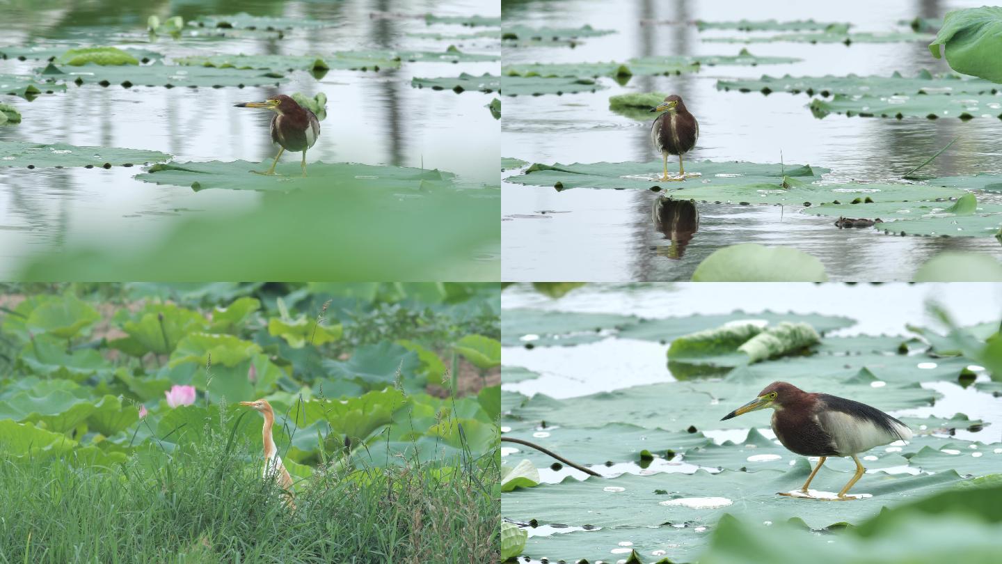 湿地鹭鸟