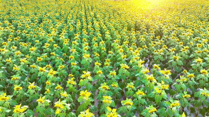 夕阳下的向日葵