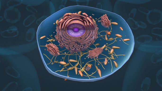 细胞核 肝细胞 肝结构 囊泡 肝组织动画