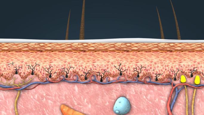 皮肤紫外线角化细胞黑素细胞黑色素医学动画