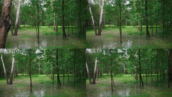 4k森林涨水大雨过后积水