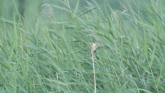 湿地鸟4