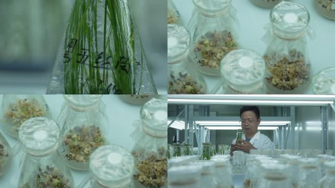 实验室培育水稻