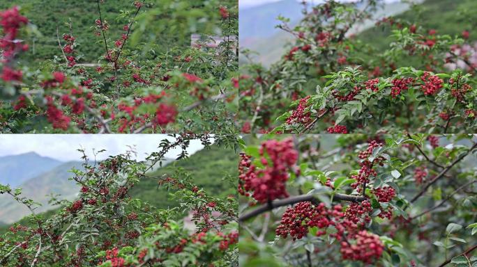 川味调味料汉源红花椒树鲜花椒06