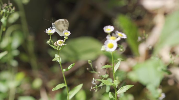 山间小花蝴蝶