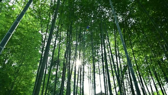 唯美一缕阳光透过竹林优雅清新背景素材