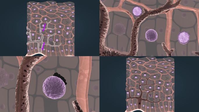细胞 黑色素 紫外线 角化细胞 黑素细胞