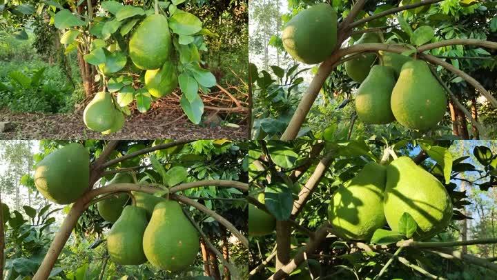 沙田柚长在树上的柚子蜜柚柚树柚果生长期