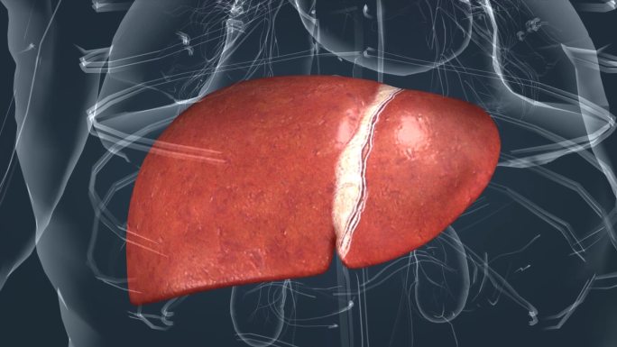 医学人体器官肝脏肝叶肝胆医学全息特效动画