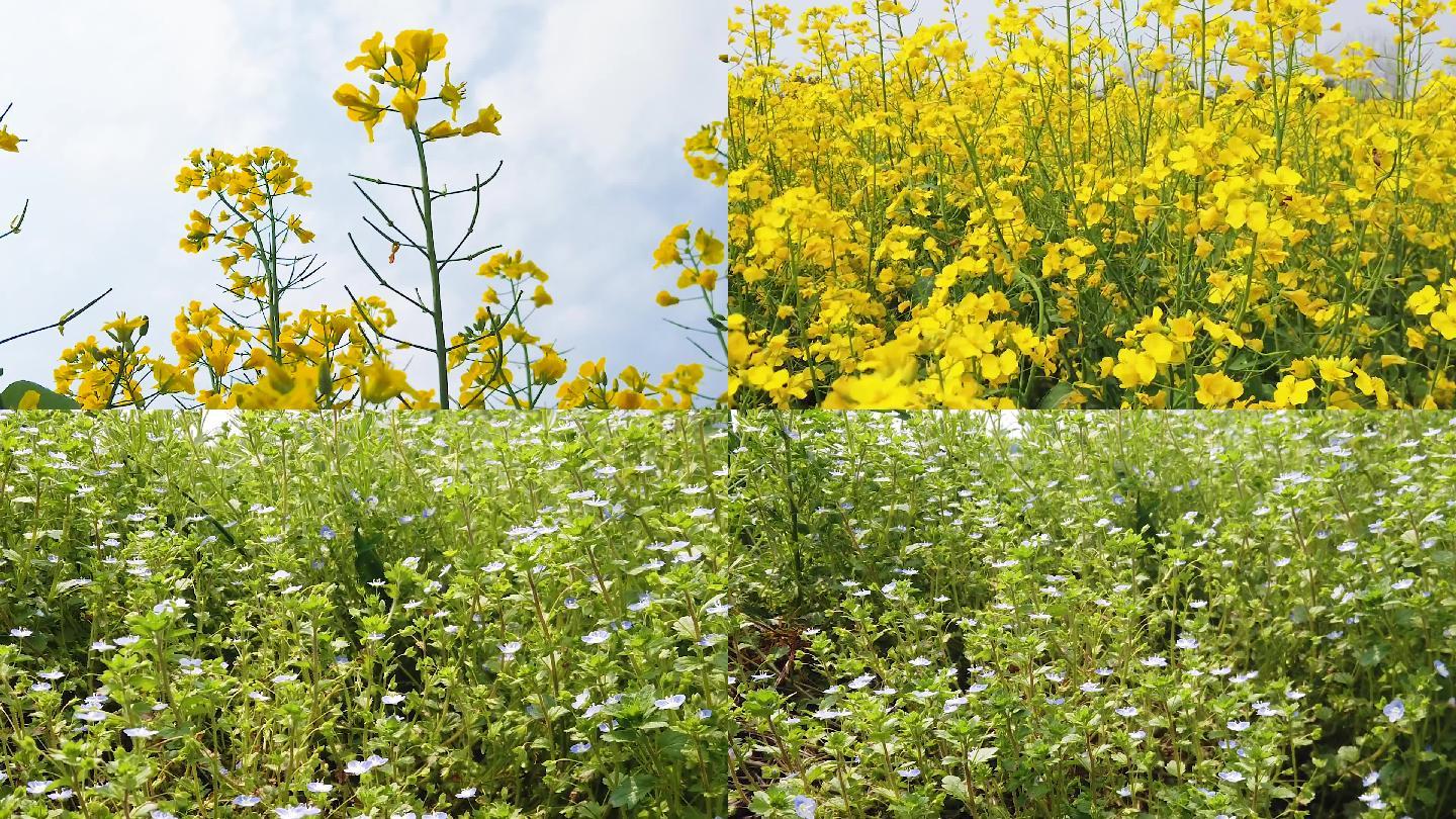 油菜花视频