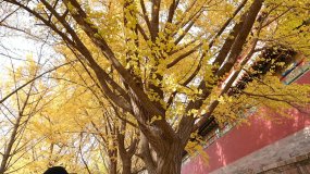 【原创】秋天的故宫博物院银杏叶摇晃视频素材