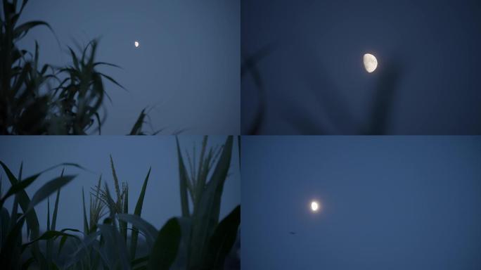 乡村夜晚月亮-4k实拍