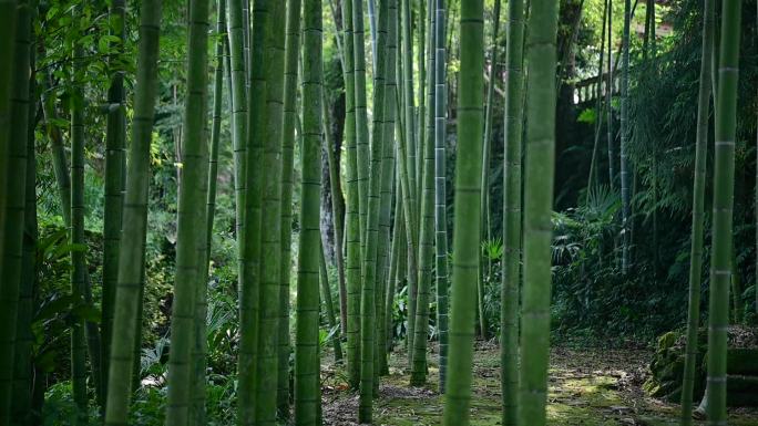 唯美竹林优雅清新背景素材