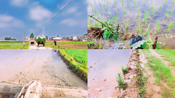 稻田种植