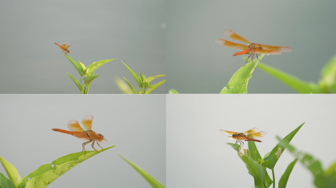 褐斑蜻蜓红蜻蜓薄翅蜻蜓蚂螂
