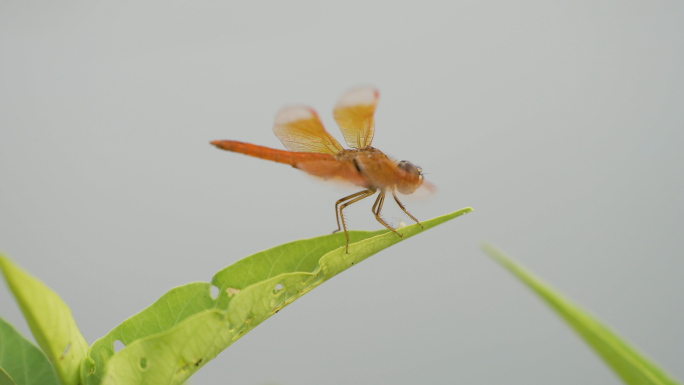 褐斑蜻蜓红蜻蜓薄翅蜻蜓蚂螂