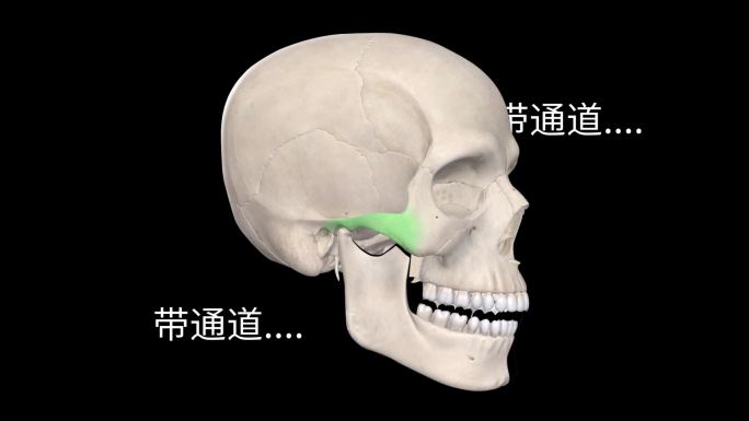 颅骨下颌骨分析