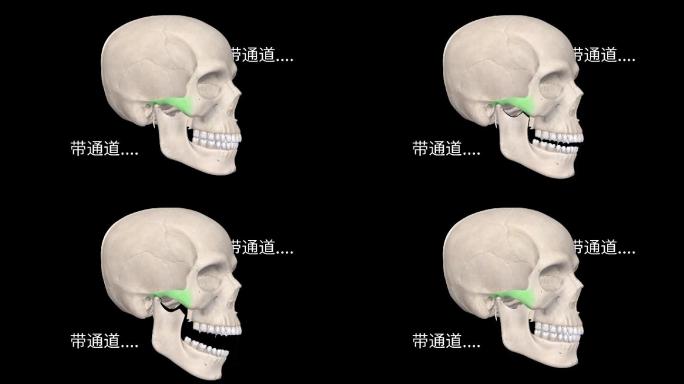颅骨下颌骨分析