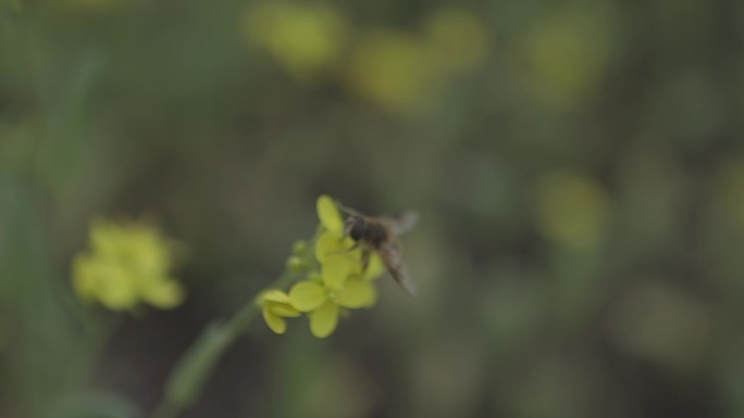 采蜜的蜜蜂