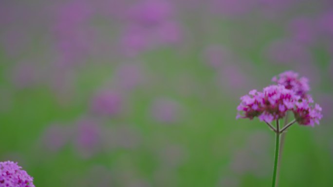 4k马鞭花马鞭草