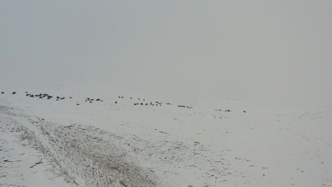 冬天雪地里的牦牛