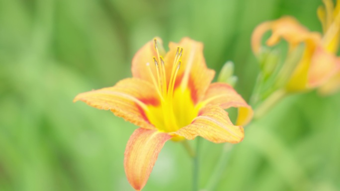 4k黄花菜金针花