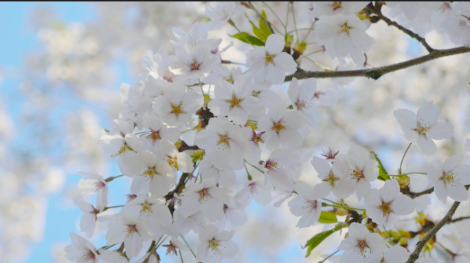 【原创4K】桃花梨花盛开