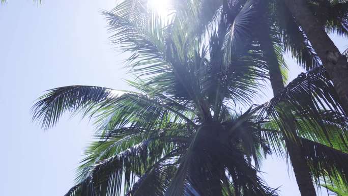 4k椰子树