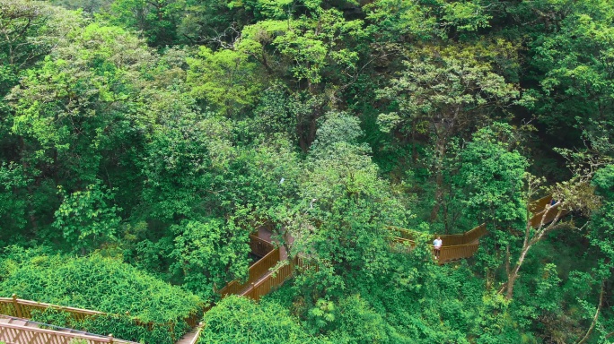 夏日艳阳 林荫路 小清新 游客旅游 栈道