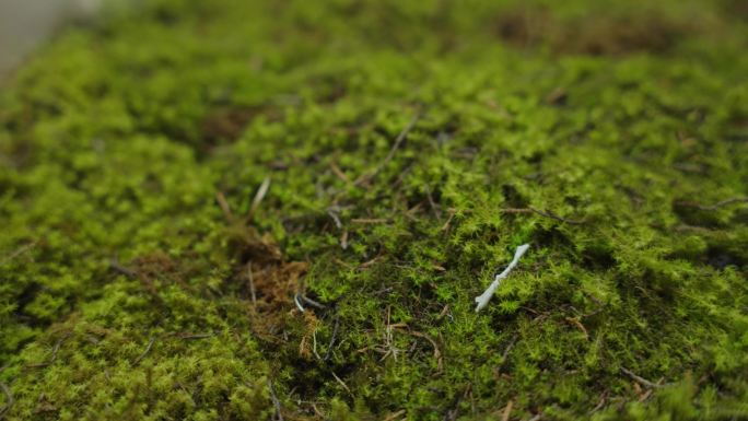 4k青苔苔藓