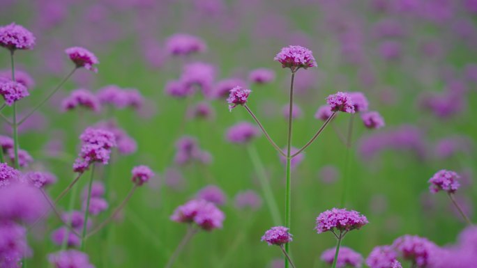 4k马鞭花马鞭草