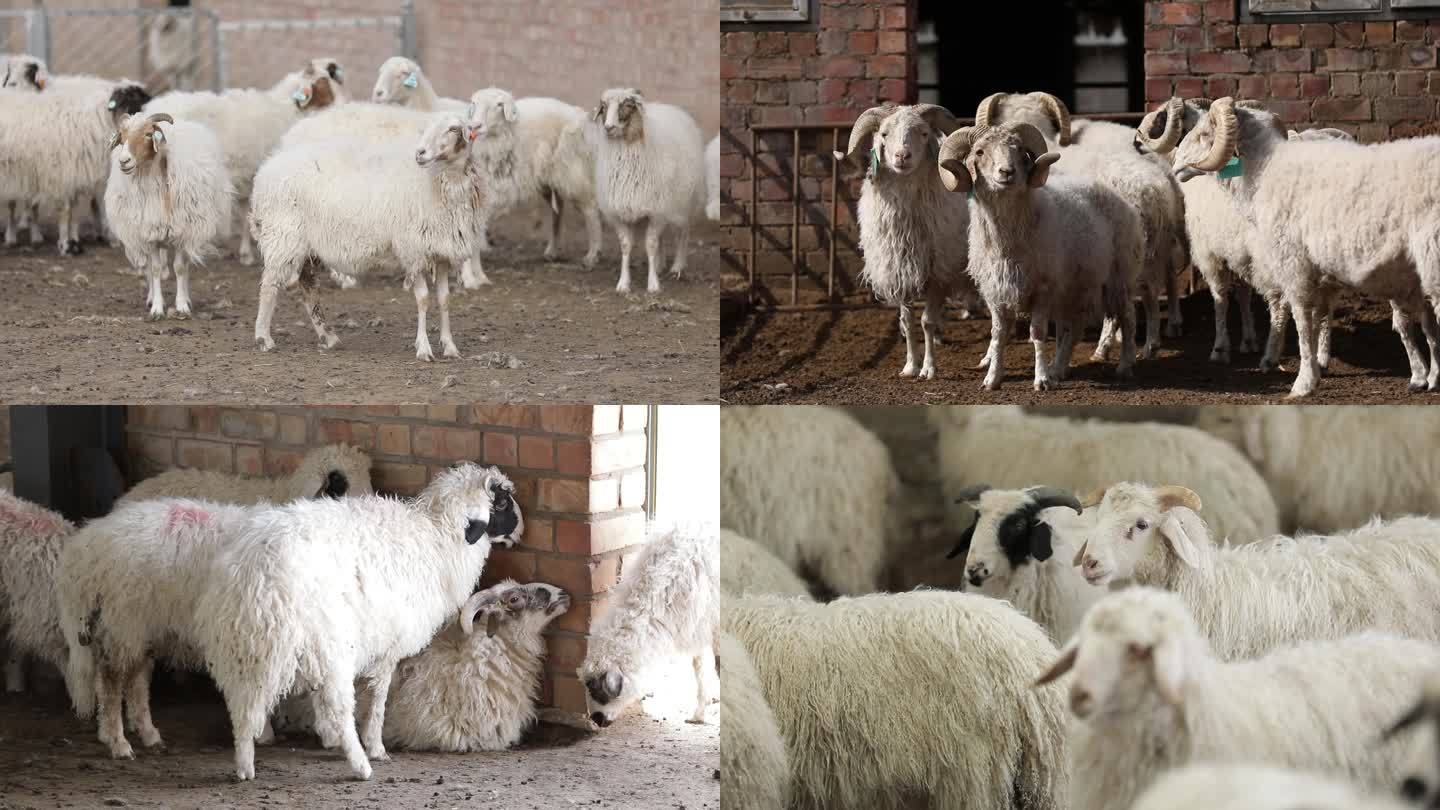 养殖场内的羊近景