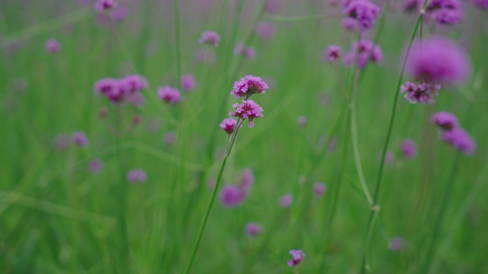 4k马鞭花马鞭草