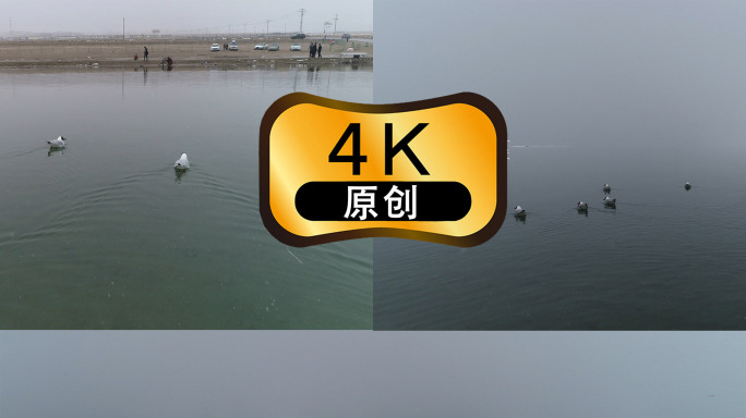 青海湖天鹅