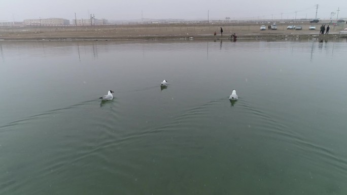 青海湖天鹅