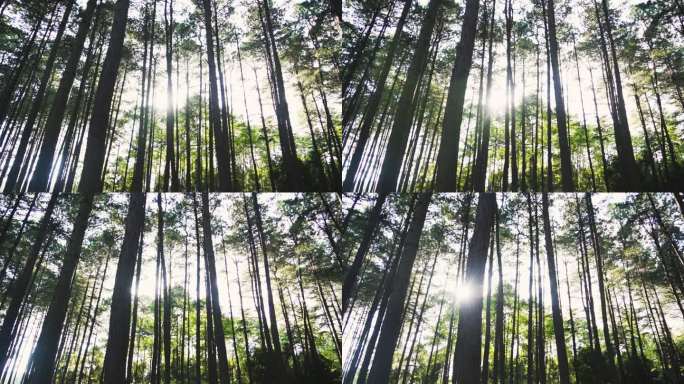 清晨阳光透过树林天然氧吧唯美空镜树林光影