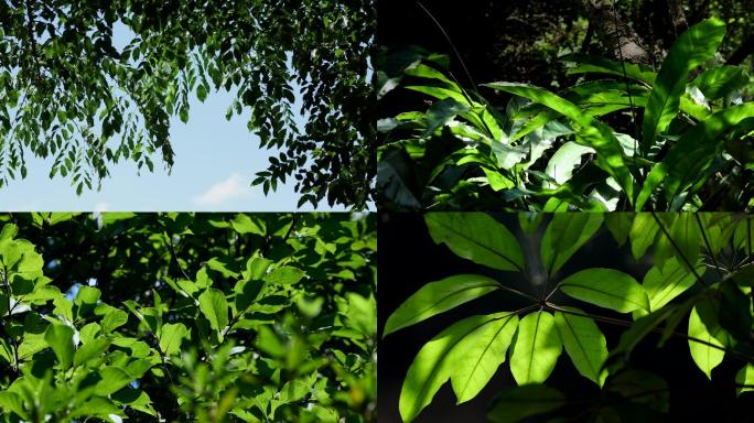 4k 大自然的光影 植物绿植 阳光照射