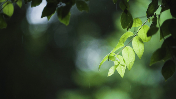 秋雨中唯美的树叶花草古建筑