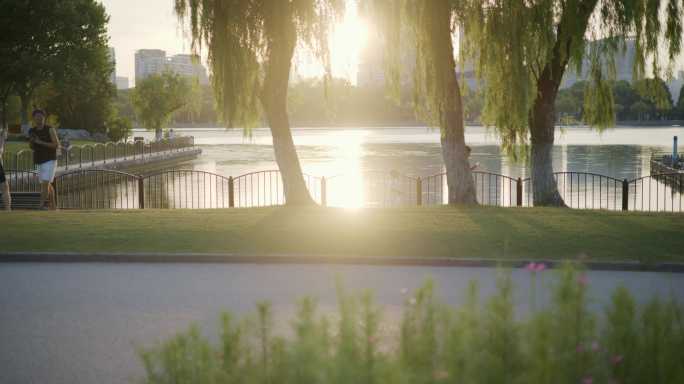 8K实拍夏天逆夕阳树叶唯美空镜头意境