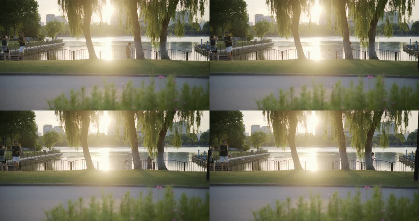 8K实拍夏天逆夕阳树叶唯美空镜头意境