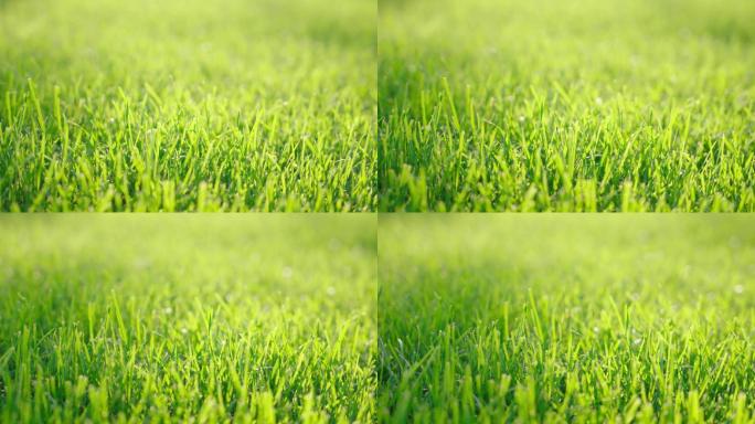 草地4k绿色环保绿化安静逆光透光阳光照射