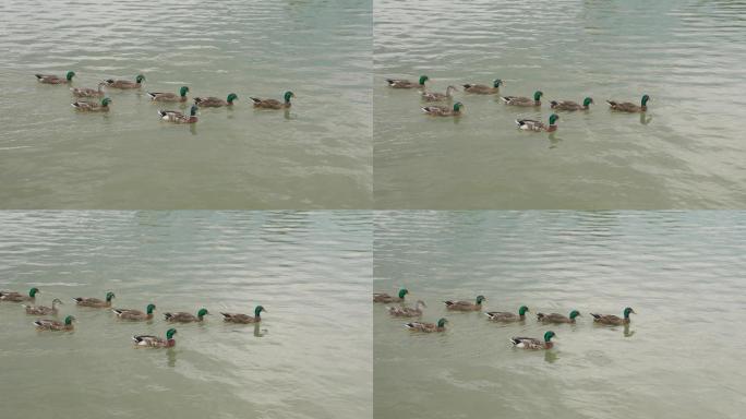 4k水上一群小鸭子