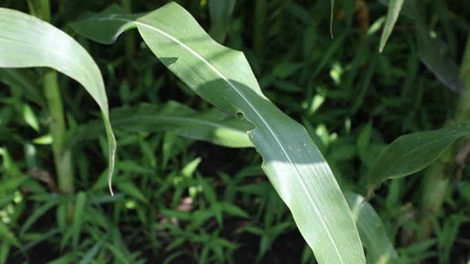 植保玉米二代黏虫的危害