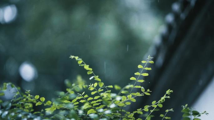 唯美秋雨场景中飘落的雨滴茂盛的植物古建筑